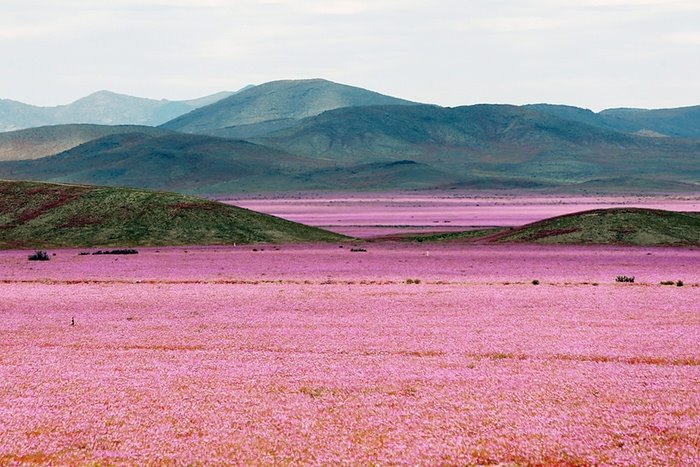 Desert blossom